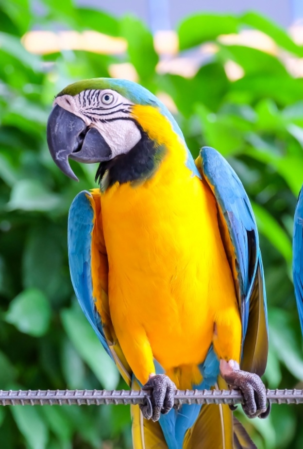 طير الببغاء لطيف وسريع البديهة وهو بالتالي الحيوان الأليف المثالي للجوزاء