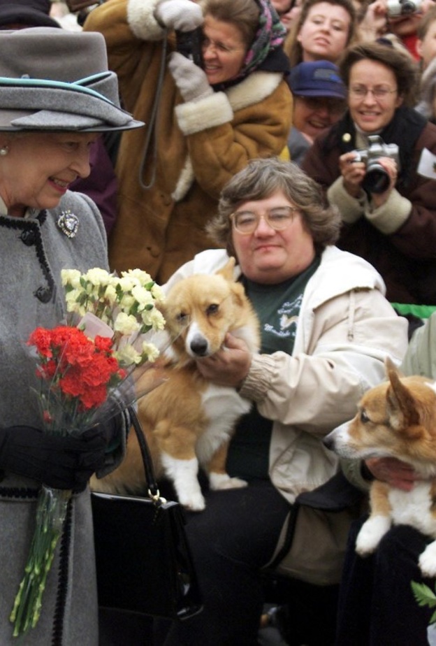 سباق لكلاب الكورجي المفضلة لملكة بريطانيا احتفالا باليوبيل البلاتيني
