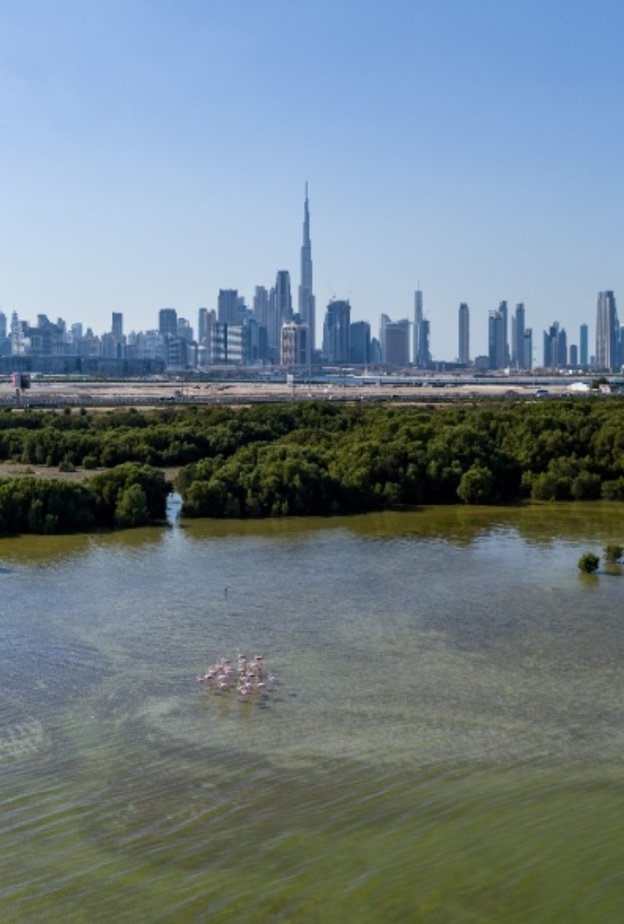 محمية راس الخور للحياة البرية.. ملاذ طبيعي مذهل في دبي