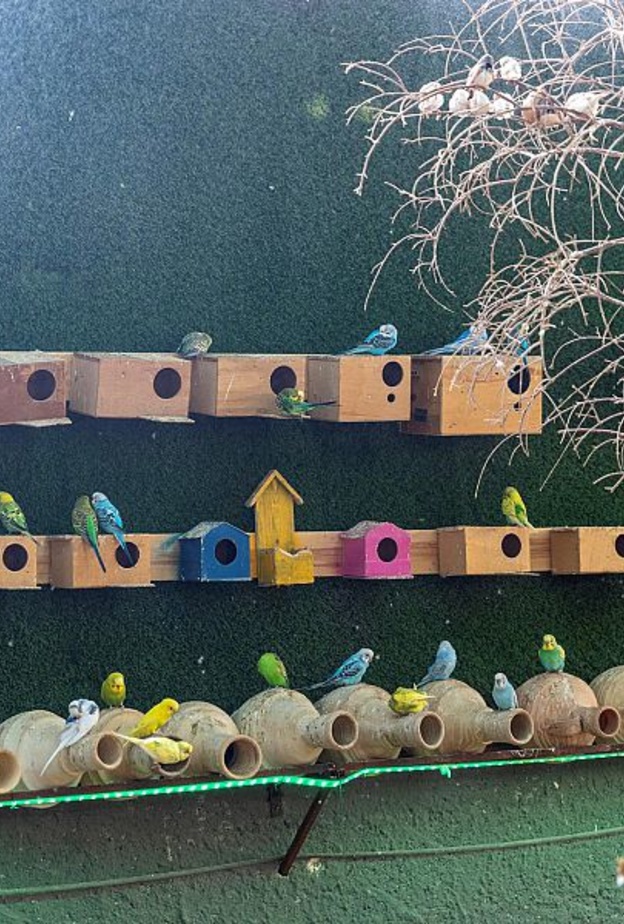 محمية الفلامنجو.. تجربة ساحرة لعشاق الطيور في الجوف