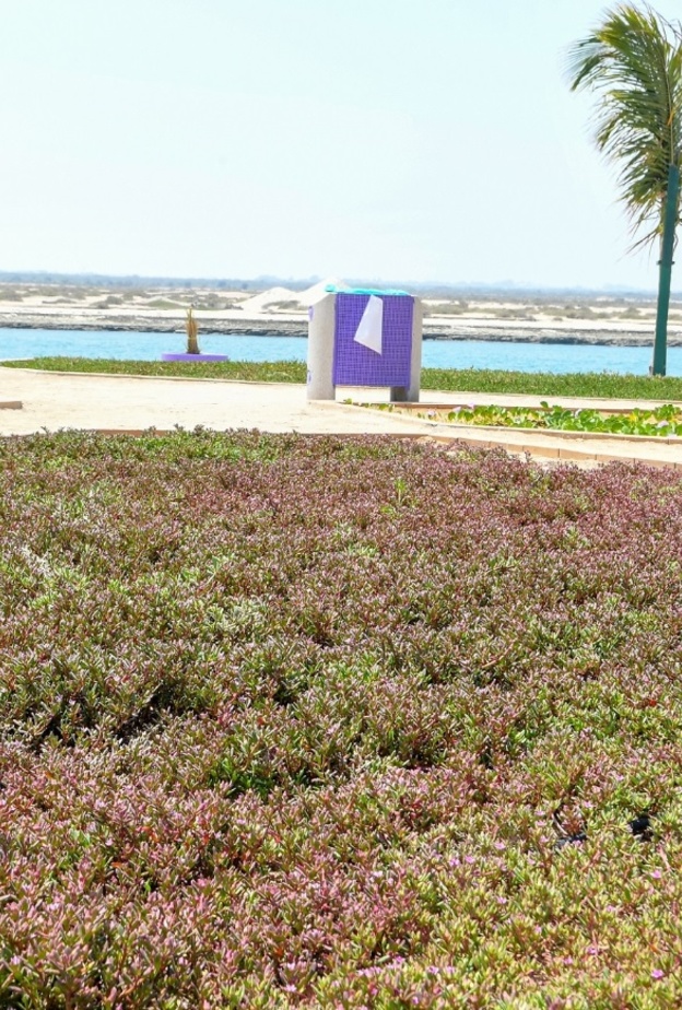 حديقة النباتات الملحية في أبوظبي.. تجربة ساحرة لعشاق الطبيعة في أبوظبي 