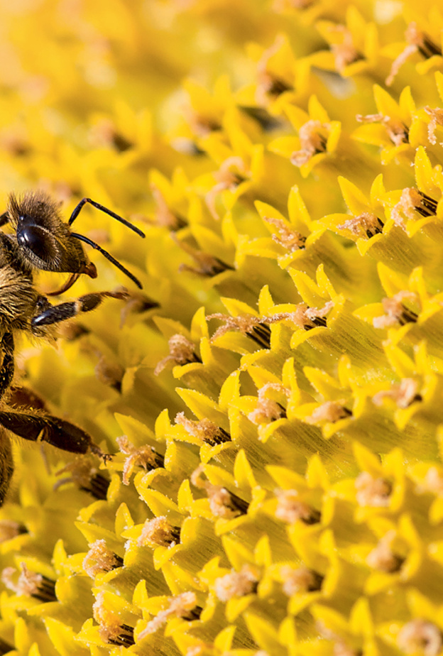 دار جيرلان تطلق حملة عالمية كبيرة لحماية النحل للسنة الثانية على التوالي
