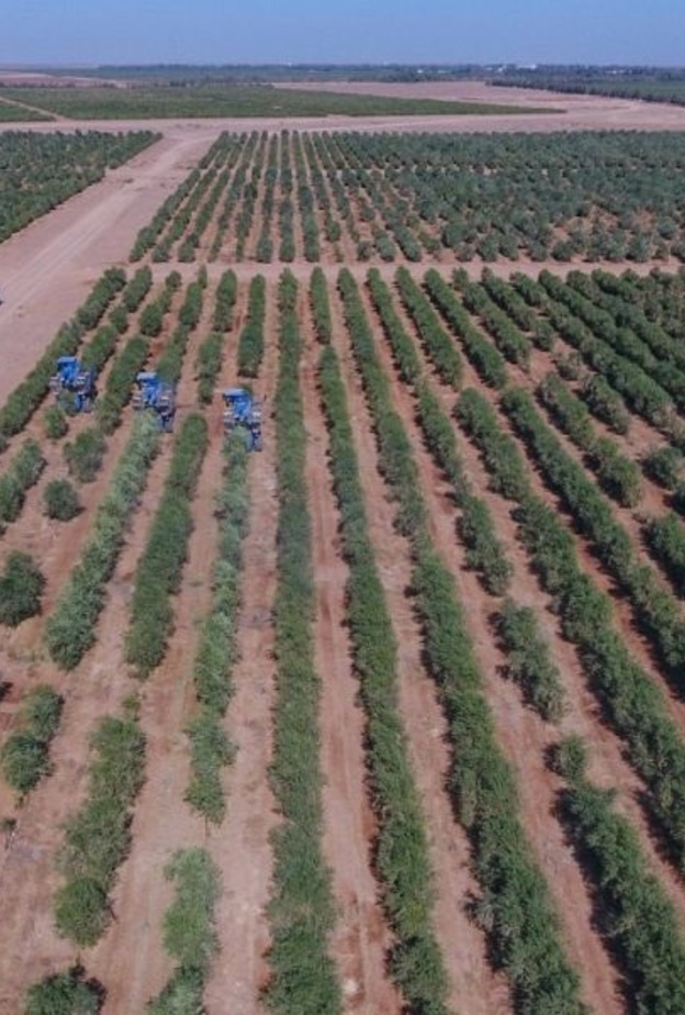 أكبر مزرعة زيتون حديثة - المصدر واس