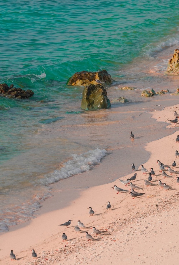 جزيرة صير بو نعير ..الملاذ الآمن لنوادر الكائنات الحية- المصدر وام 