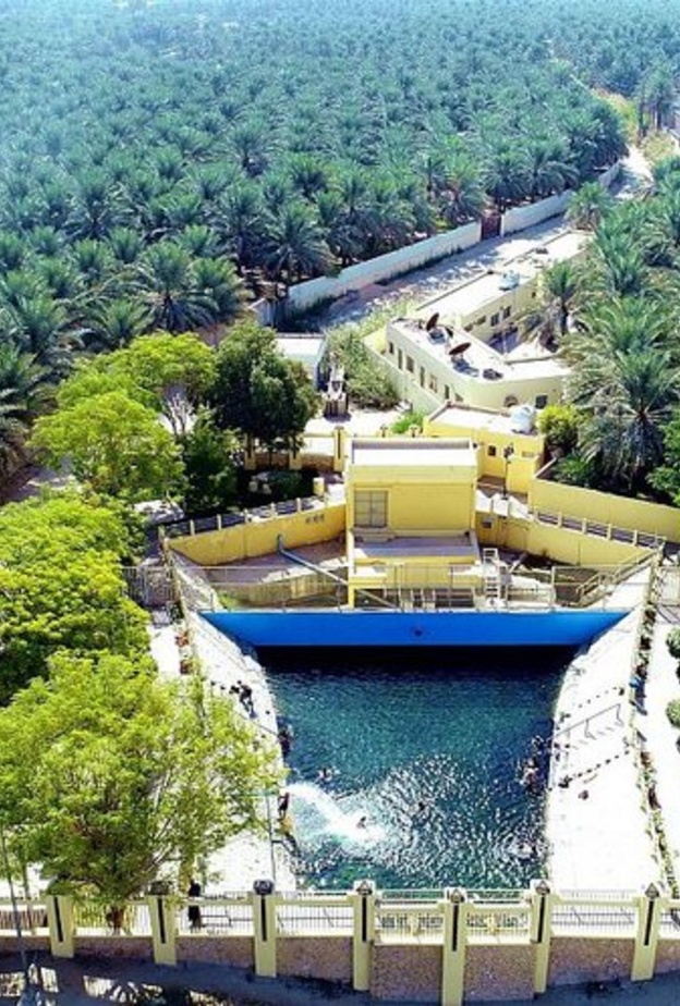 2.5 مليون نخلة تزيّن واحة الأحساء- المصدر واس