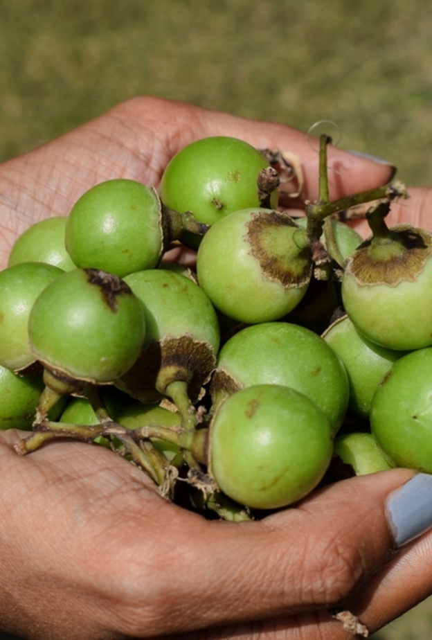 ماهي فاكهة البمبر.. وما فوائدها للنساء