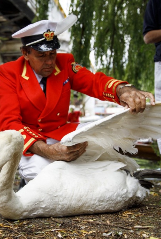 كيف يهتم حراس ملكة بريطانيا ببجع نهر التايمز؟ 