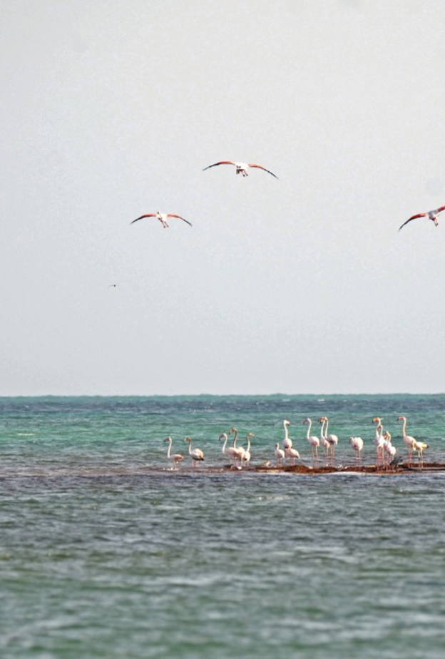 هيئة التراث تستعرض تنفيذ الخطة الحقلية لمسح التراث المغمور على ساحل البحر الأحمر