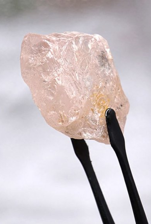 لقطة قريبة للولو روز