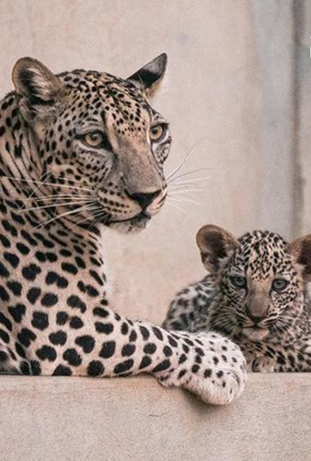 الهيئة الملكية لمحافظة العلا تُعلن ولادة "أنثيين" من النمر العربي