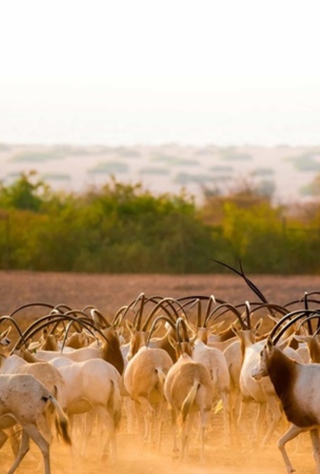 5 تجارب صحراوية مشوقة في أبوظبي.. إليكم أجمل المغامرات