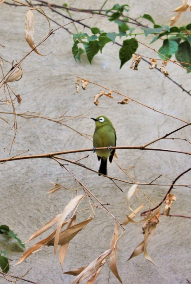 حديقة حيوانات تيرغارتن شونبرون Tiergarten Schönbrunn، فيينا، النمسا