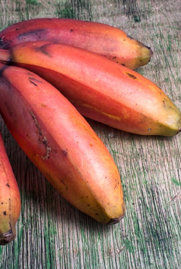 الموز الأحمر.. فاكهة نادرة وفوائدها لا تحصى