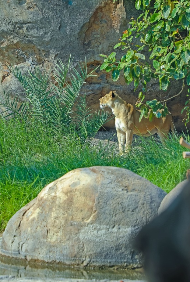 تجارب ممتعة لعشاق المغامرة في الموسم الجديد من سفاري الشارقة