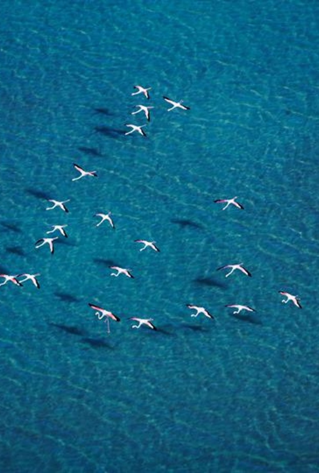 محميه الوثبه الطبيعية هي موطن لأكثر من 4000 من طيور الفلامنجو الساحرة