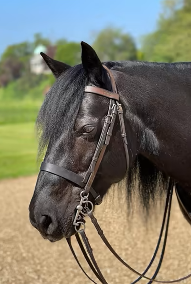 حصان الملكة إليزابيث الثانية يودعها بنظرات حزينة