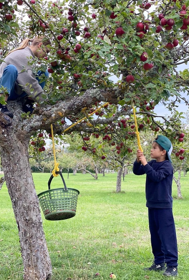 طفلا الأميرة فيكتوريا يجمعان التفاح