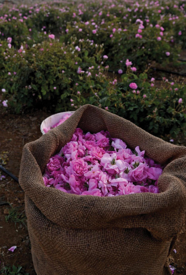 الورد الطائفي ملك على عرش عطور الشرق الأوسط منذ 30 سنة