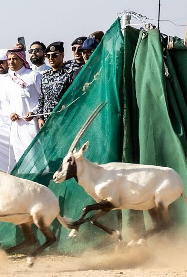 لأول مرة منذ 100 عام.. المها العربي في محمية نيوم