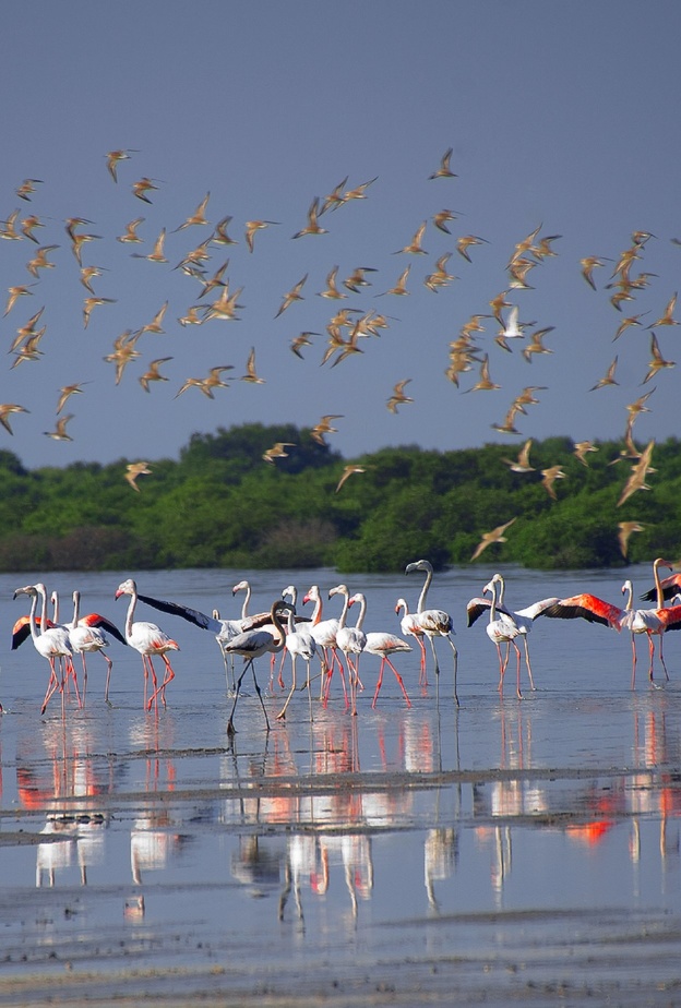 للجمال أشكال ﻋدﯾدة ﻓﻲ محمية الزوراء الطبيعية