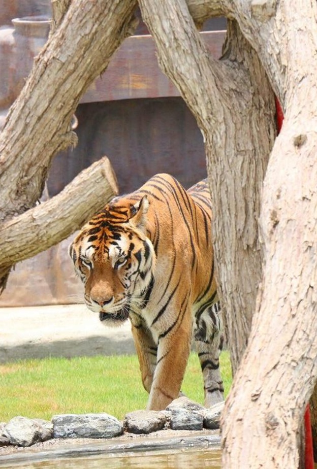 منتزه رأس الخيمة للحياة البرية.. أجواء خلابة ووجهة مثالية للعائلات في الشتاء