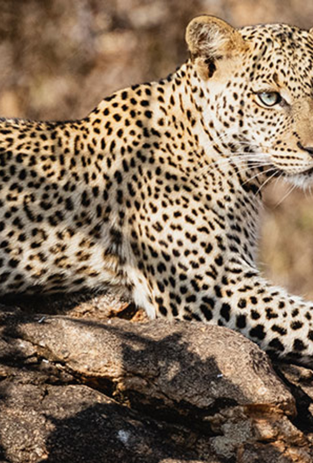 فعاليات أسبوع النمر العربي في العلا مسيرة احتفال ومعرض رقمي