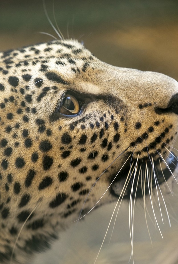 الهيئة الملكية لمحافظة العلا تحتفي بيوم النمر العربي