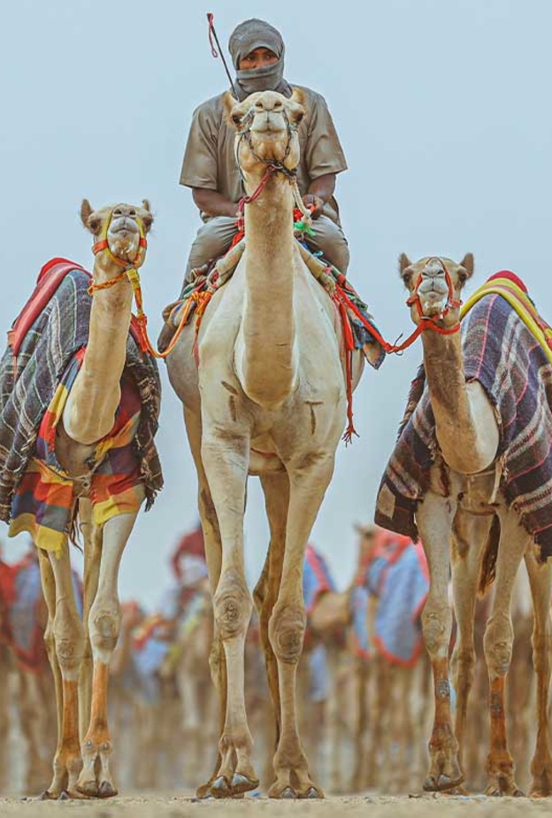 كأس العلا للهجن