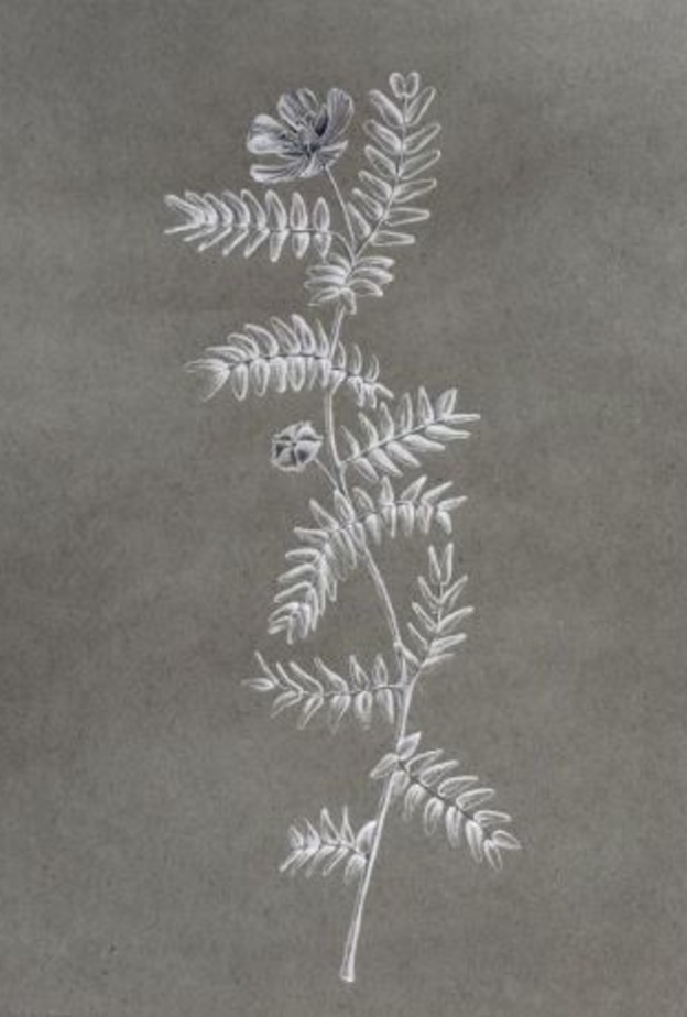 الفنانة مريم عباس تطلق معرضها الفني TERRA EPHEMERA