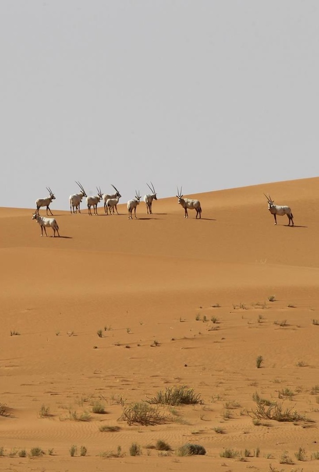 أول موقع تراث عالمي طبيعي بالمملكة.. اليونسكو تُدرج محمية "عروق بني معارض" على قائمتها للتراث