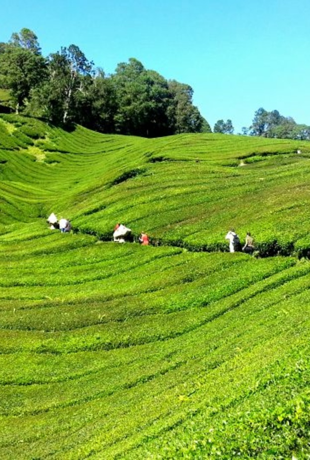 نصائح السفر الى ماليزيا للاستمتاع بعطلة رائعة بواسطة hippopx