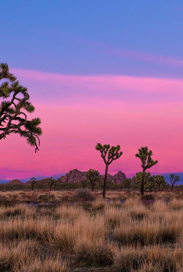 حديقة جوشوا تري الوطنية Joshua Tree National Park