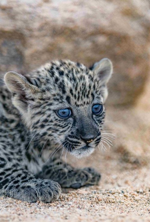 الهيئة الملكية لمحافظة العلا تعلن ولادة 7 من "صغار" النمر العربي