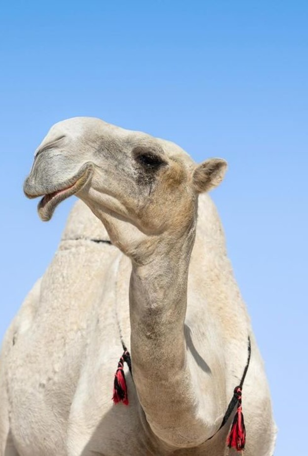 المملكة تعلن عام 2024 "عام الإبل"