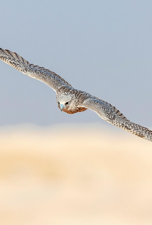 الهيئة الملكية لمحافظة العلا ونادي الصقور السعودي يطلقان النسخة الأولى من مسابقة كأس العلا للصقور