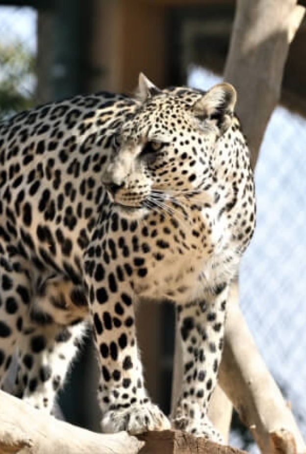 استعدي للمشاركة في كات ووك  CATWALK 2024 .. إليكِ نصائحنا