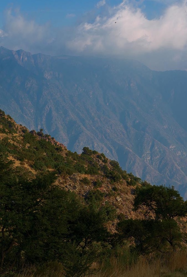  مبادرة السعودية الخضراء.. أرقام وإنجازات تتحقق على أرض الواقع