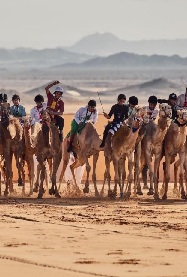 كأس العُلا للهجن تُحيي تُراث المملكة في قلب الواحة القديمة
