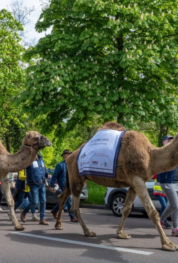 في عام الإبل.. مسيرة للإبل السعودية في شوارع باريس