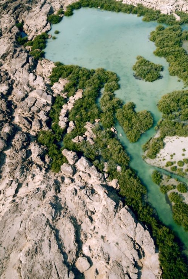 البيئة والاستدامة في الوثائقي السعودي هورايزن الذي وصل للعالمية