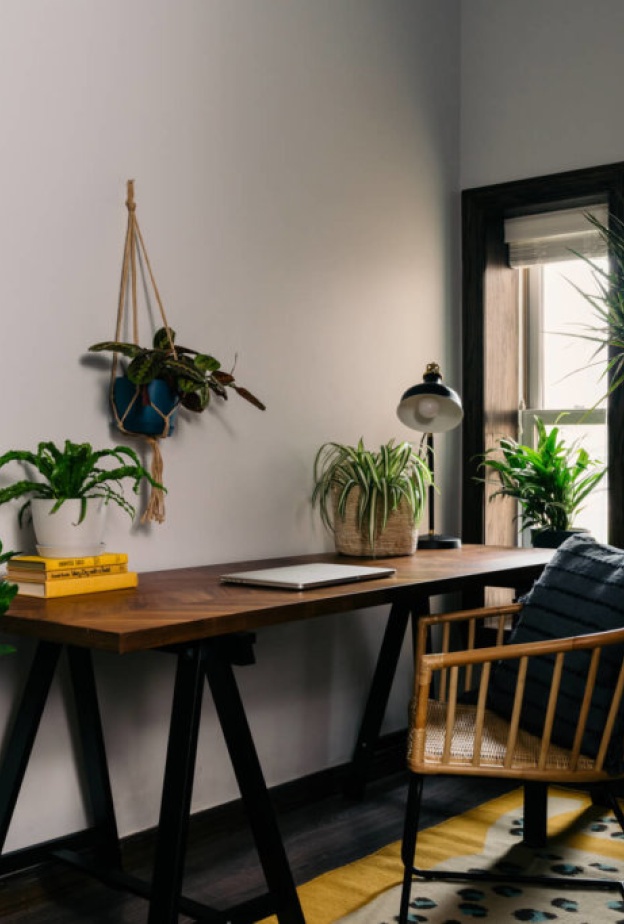 النباتات المنزلية تعمل على زيادة الإنتاجية