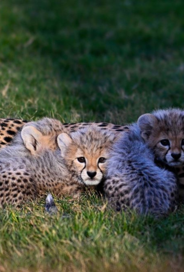 ولادة 4 أشبال للفهد الصياد في المملكة