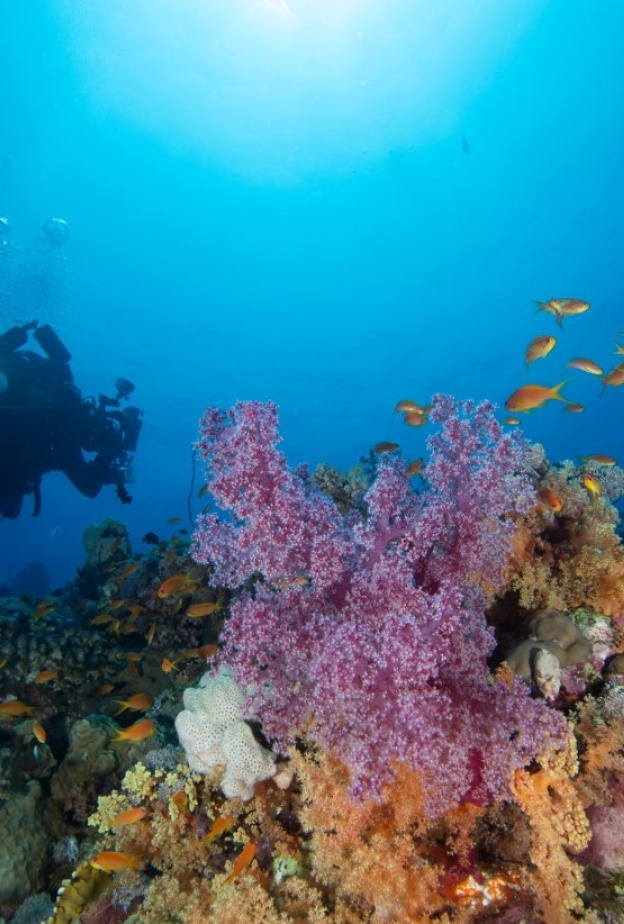 أكثر من بحر.. حملة سعودية عالمية للترويج للسياحة في البحر الأحمر