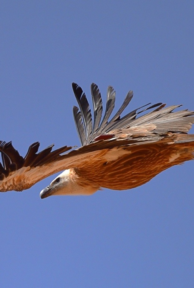 نسر غريفون أثناء التحليق