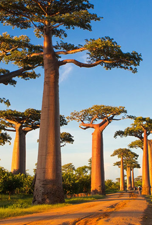 طريق الباوباب (Avenue of the Baobabs)