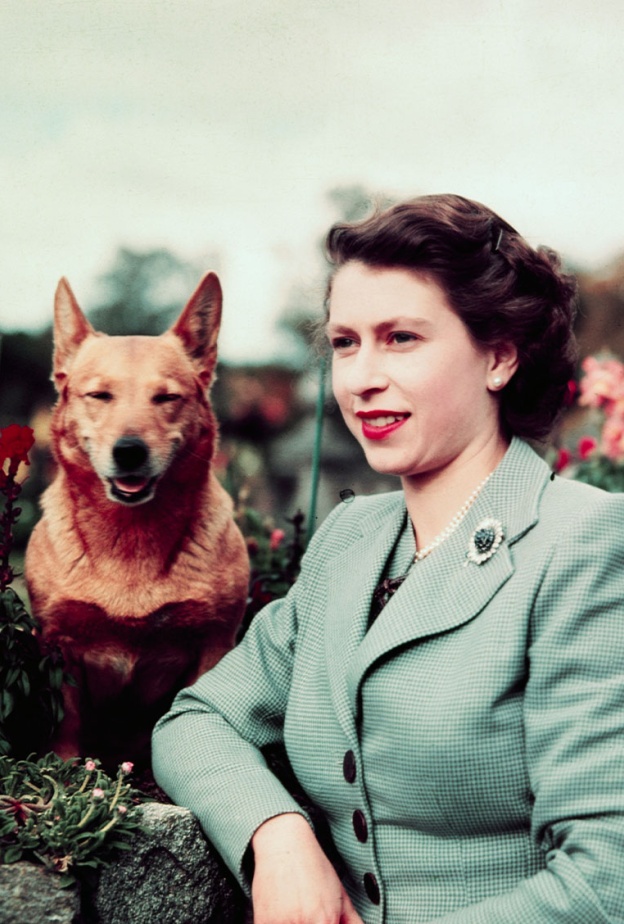 الغموض يكتنف مصير كلاب الملكة بعد طرد سارة وأندرو