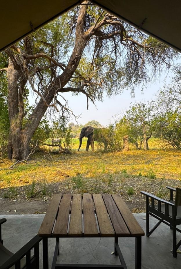 الحياة البرية في بوتسوانا