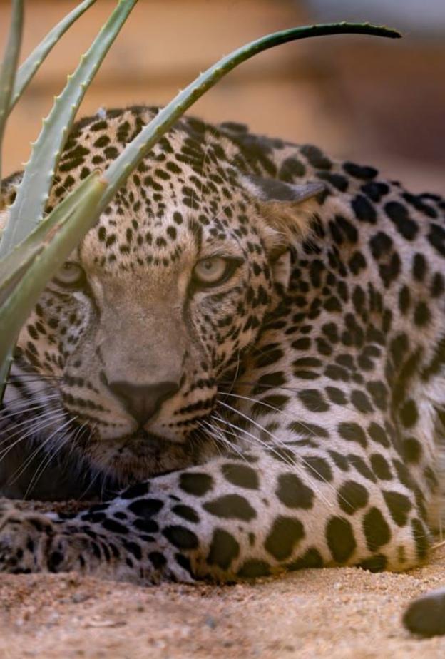 بين الجبال الشامخة والسواحل البكر… كيف أصبحت المحميات الطبيعة في المملكة جزءًا من منظومة السياحة العالمية؟