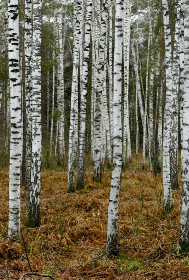 العثور على فتاة صغيرة تاهت في غابات سيبيريا لمدة 6 أيام