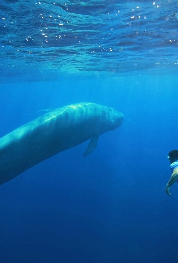 السباحة مع "الحوت الأزرق" 